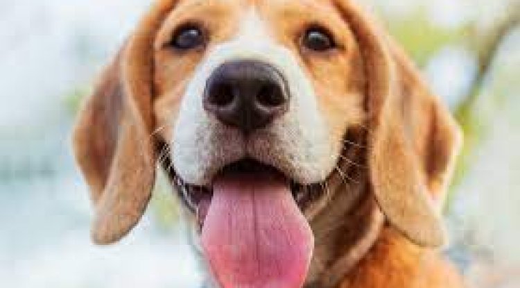 Heartbreaking: A Woman Took Her Sick Puppy to a Maryland Shelter - Then This Happened!