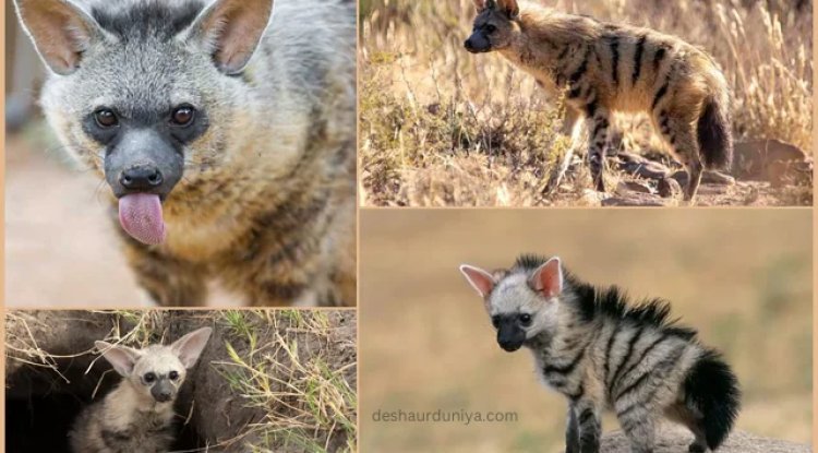 "Aardwolf: The Nocturnal Hunter's Quest for 300,000 Termites!"