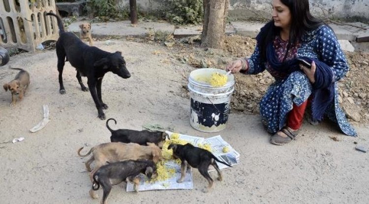 How to Help Strays Out in Storm and Save Lives!
