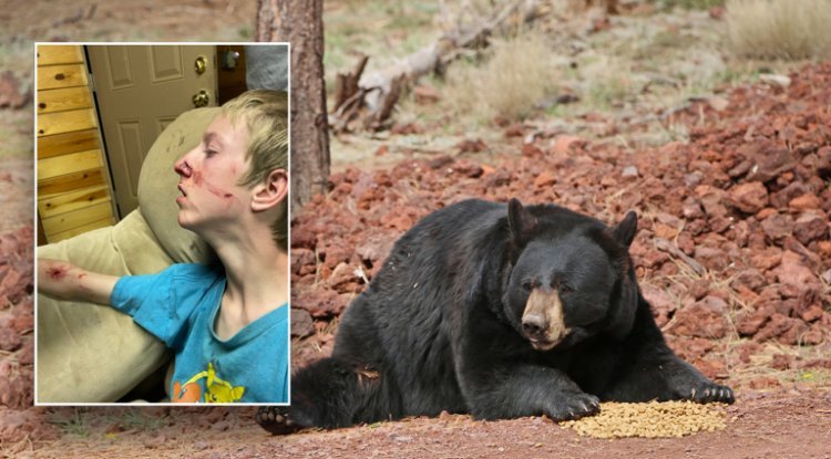 "Terrifying Encounter: Arizona Teen's Close Call with Bear Attack!"
