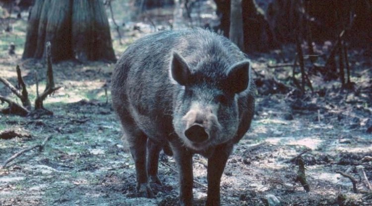 Canadian Super Pigs Are Likely to Invade Northern US