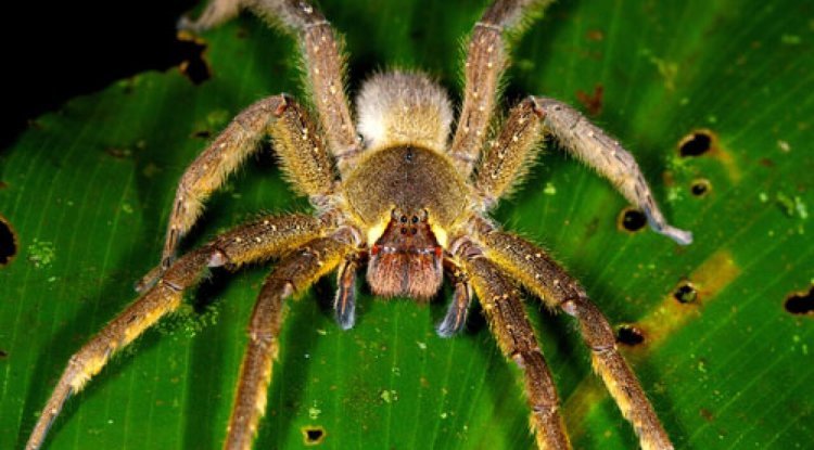 "Stay Safe: Brazilian Wandering Spiders - Bites & Precautions"