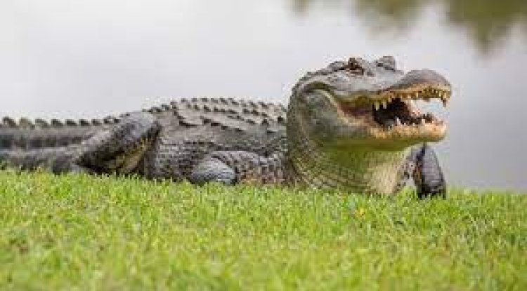 Unbelievable Discovery: Police Kill Alligator with Missing Woman's Remains!