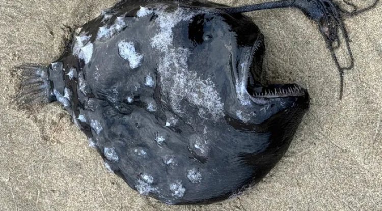 Shocking First: Nightmarish Footballfish Washes Up Dead on US Beach