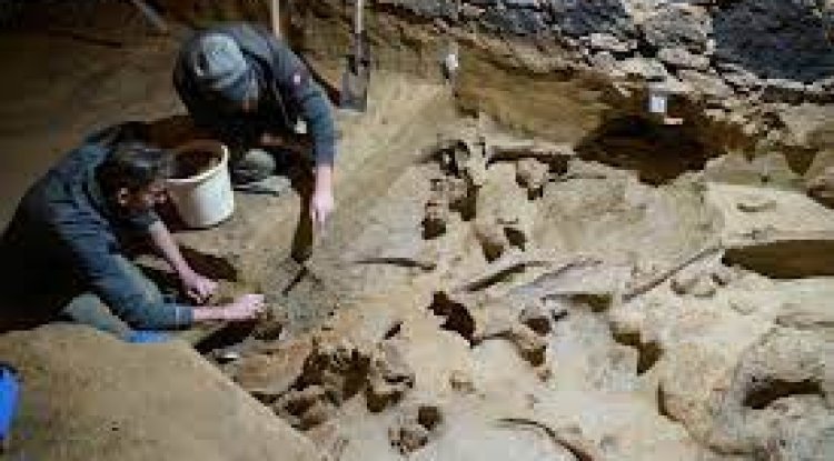 Archaeological Sensation: Winemaker's Cellar Yields Mammoth Bones!