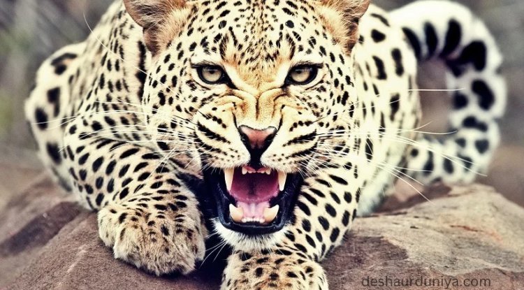 Breaking News: Leopard Kills Minor Boy in Rajsamand District - Urgent Action