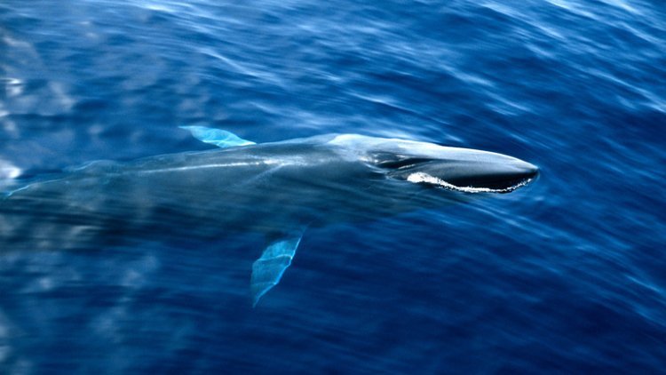 Outrage Over Japan's Decision to Hunt Vulnerable Fin Whales