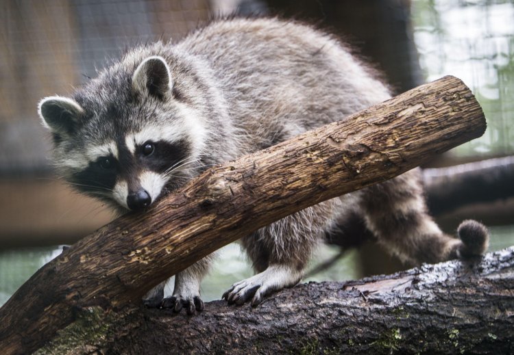 Raccoon invades field and dodges trash can-wielding officials at soccer gam