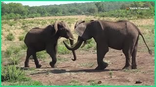 How Elephants Say 'Hello'? Flapping Ears and Rumbly Noises