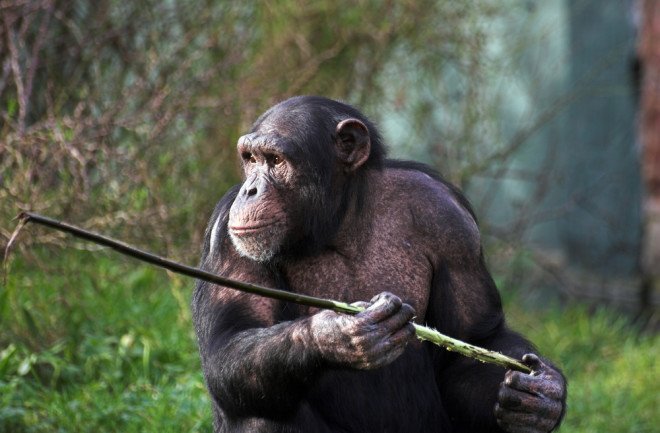 The Terrifying Parallels Between Human and Chimp Warfare