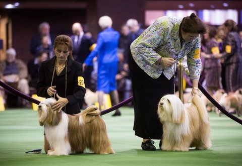 Westminster Dog Show 2024: Best in Show Goes to Sage the Miniature Poodle