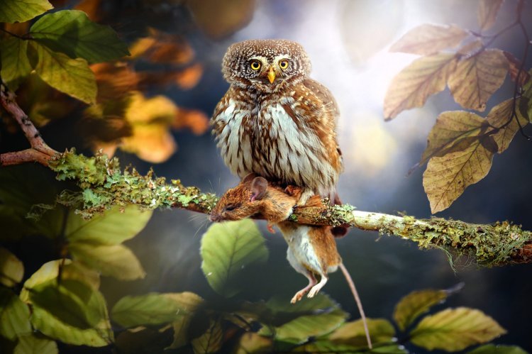 Mesmerizing Photo Reveals Owl-Like Parasitic Plant