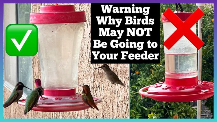 How Often You Should Change Out Hummingbird Sugar Water to Keep Them Healthy