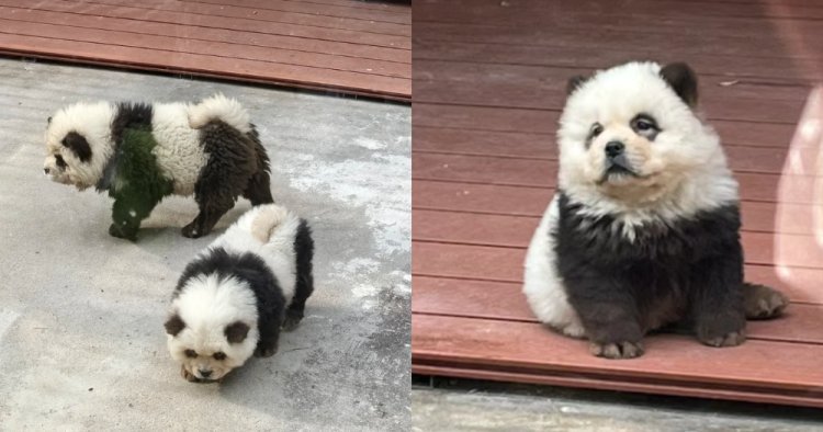 "Shocking: Chinese Zoo Under Fire for Dyeing Dogs Like Pandas!"