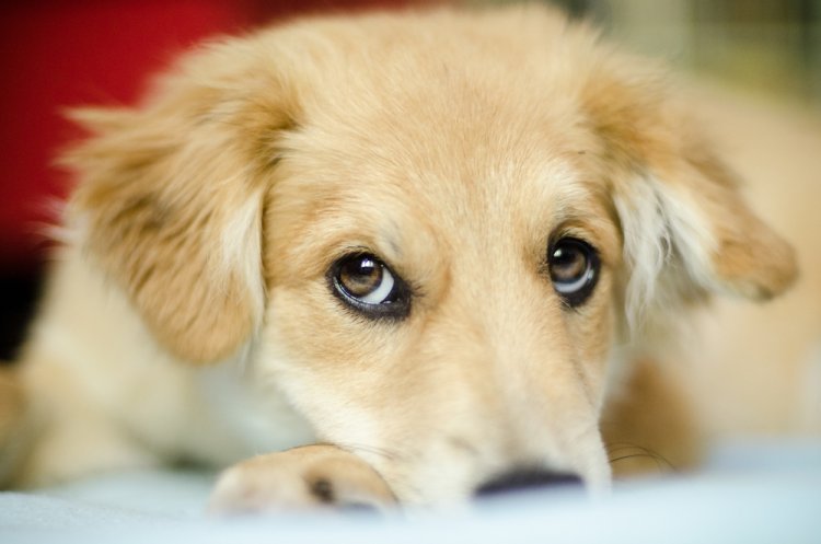 Puppy Eyes Didn’t Evolve for Humans? Shocking Wild Dogs Study