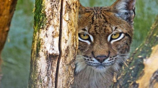 Big Cat Park Owner Convicted Faces Animal Ban