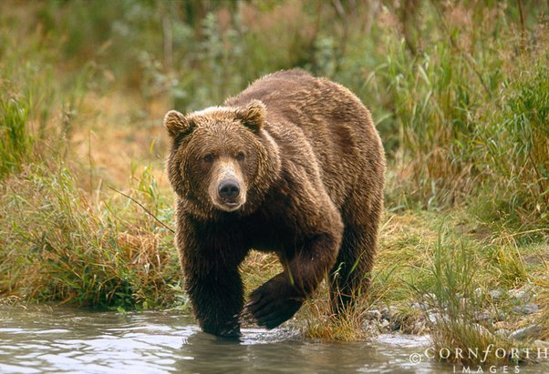 "The Amazing Tunnels, Trails and Bridges Built Especially for Bears"