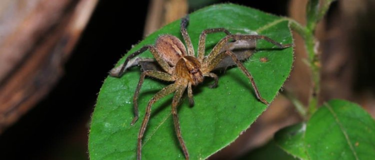 "Beware: Encounter with the Giant Huntsman Spider!"