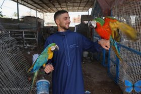 Gaza Zookeeper Flees Rafah, Rescues Beloved Animals