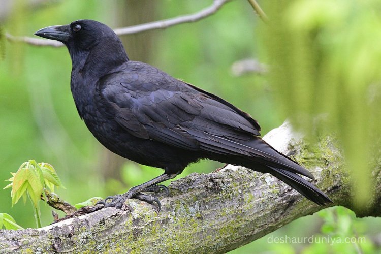 "Crows Can Count Out Loud - Scientists Are Stunned by This Study"