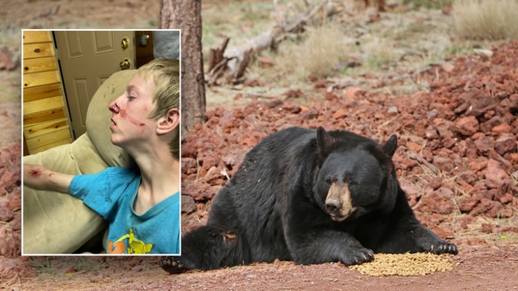 "Terrifying Encounter: Arizona Teen's Close Call with Bear Attack!"