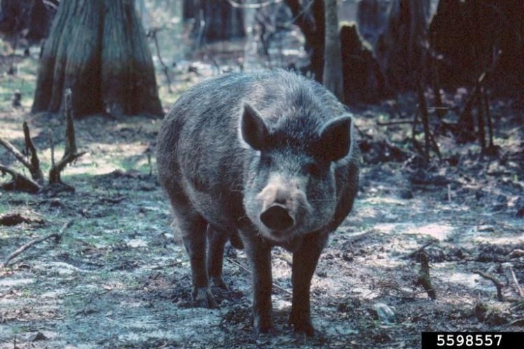 Canadian Super Pigs Are Likely to Invade Northern US