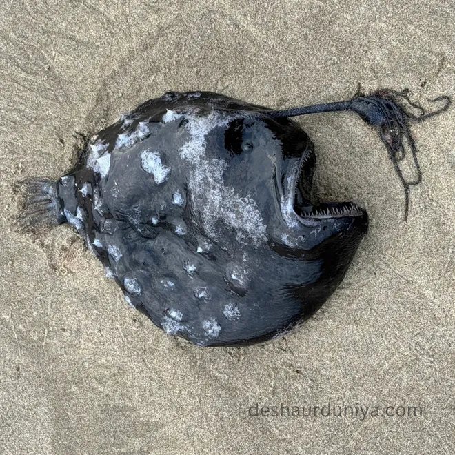 Shocking First: Nightmarish Footballfish Washes Up Dead on US Beach