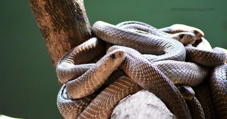 Discover Which Country Only Has One Species Of Venomous Snake
