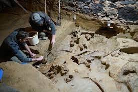 Archaeological Sensation: Winemaker's Cellar Yields Mammoth Bones!