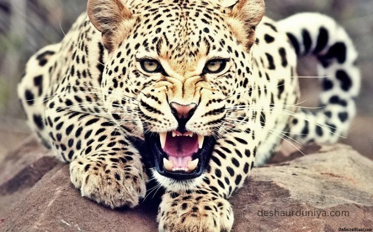 Breaking News: Leopard Kills Minor Boy in Rajsamand District - Urgent Action