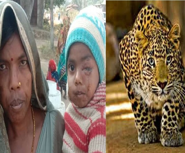 Breaking News: Leopard Kills Minor Boy in Rajsamand District - Urgent Action