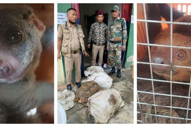 ????Exposed! The Truth Behind 24 Smuggled Exotic Animals in Mizoram!