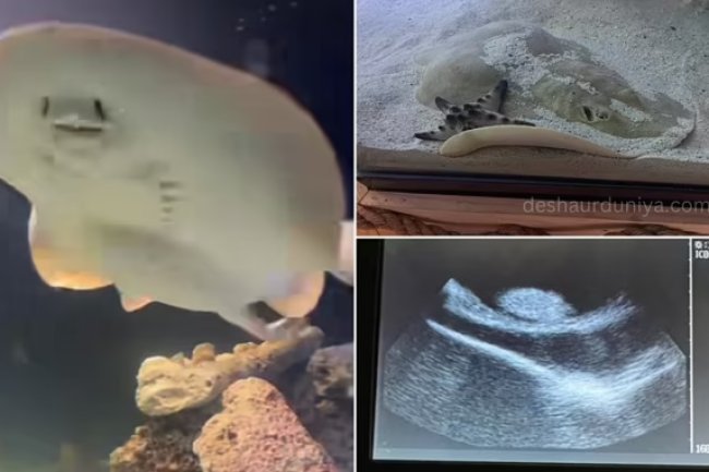 Charlotte's Stingray with Virgin Pregnancy: A Rare Phenomenon!