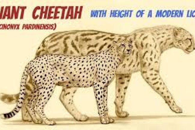 A massive cheetah that was free in China a million years ago would have confronted a tiger head-on.