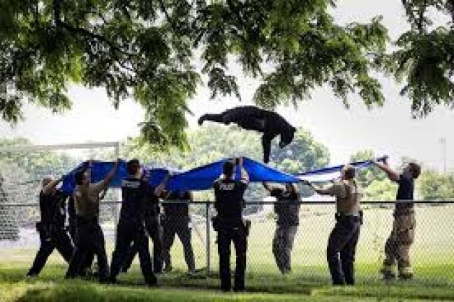 In Pennsylvania, a sedated black bear leaps from a tree and lands on a waiting tarp.