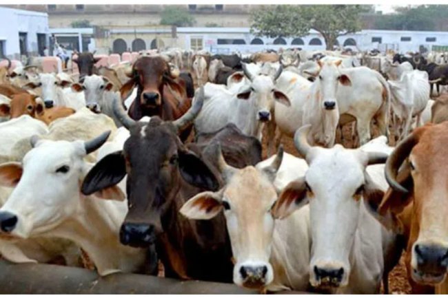 Mancherial: Three people detained for transporting animals illegally