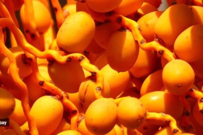 Should you eat barhi dates this summer? What are they?