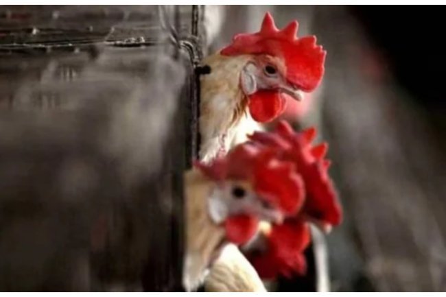 WHO confirms a case of H9N2 avian flu in a 4-year-old child in India, marking a significant health alert.