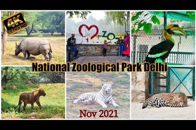 Delhi Zoo Will Increase Surveillance Following Animals' Violent Battle