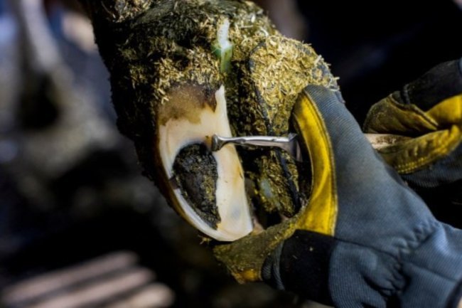 Videos of "oddly satisfying" cow pedicures are popular on TikTok.
