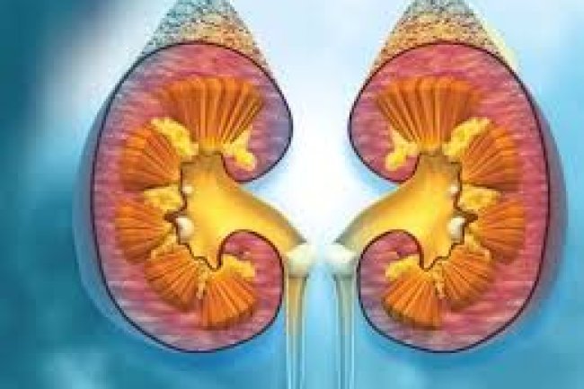 The Value of Early Identification and Diagnosis in Improving Prognoses for Kidney Cancer