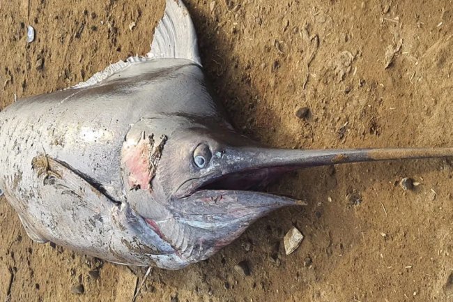 Huge fish found on kakinada beach What is the price of 300 kg of stork?