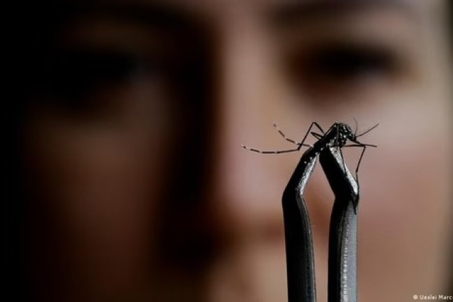 Understanding Oropouche Fever: Symptoms of This Mosquito-Borne Disease