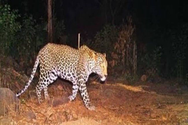 "Fear Strikes Villagers After Panthers Spotted in Rajasthan's Dausa"