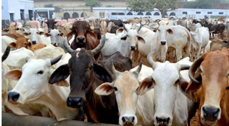 Mancherial: Three people detained for transporting animals illegally