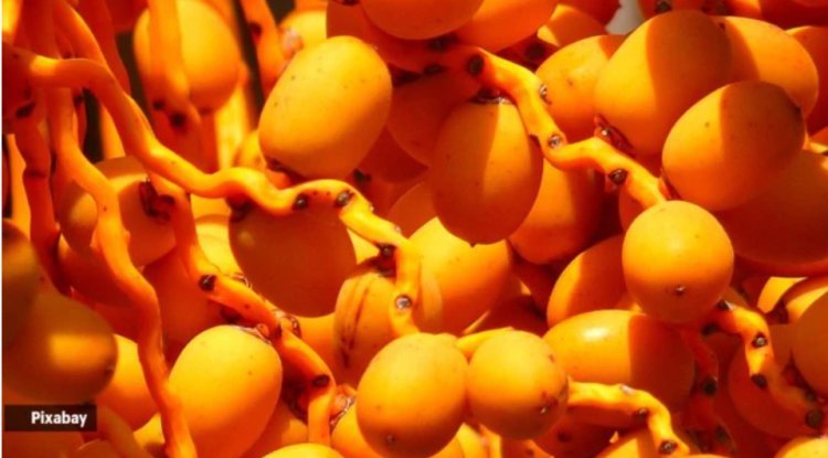 Should you eat barhi dates this summer? What are they?