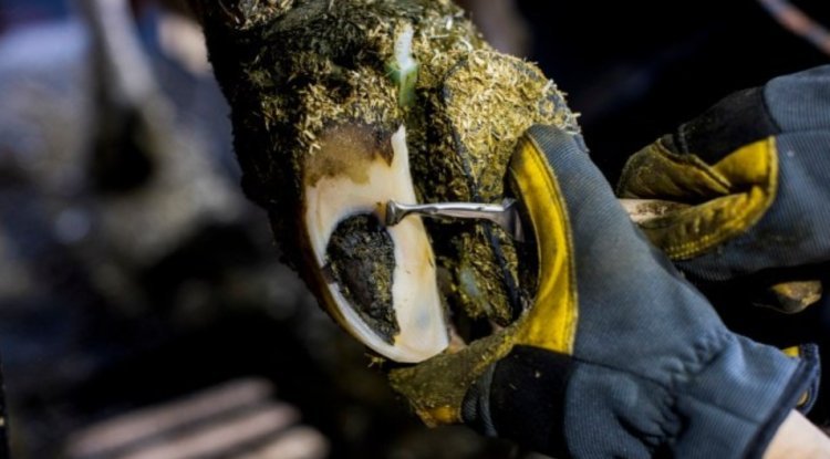 Videos of "oddly satisfying" cow pedicures are popular on TikTok.