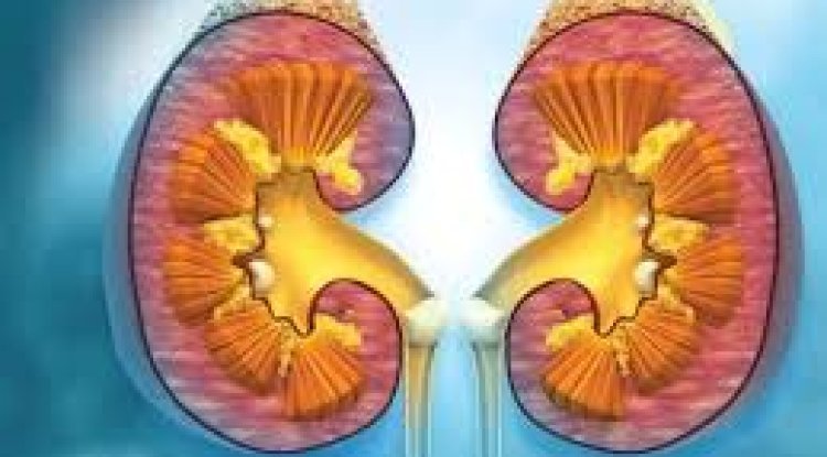 The Value of Early Identification and Diagnosis in Improving Prognoses for Kidney Cancer