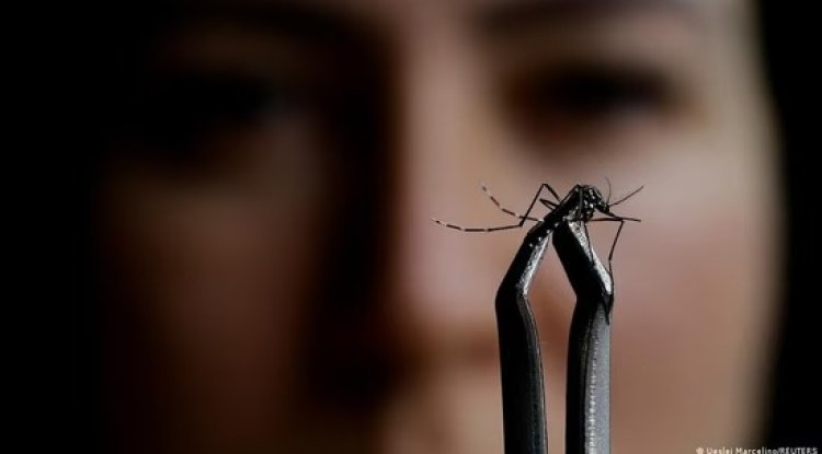 Understanding Oropouche Fever: Symptoms of This Mosquito-Borne Disease