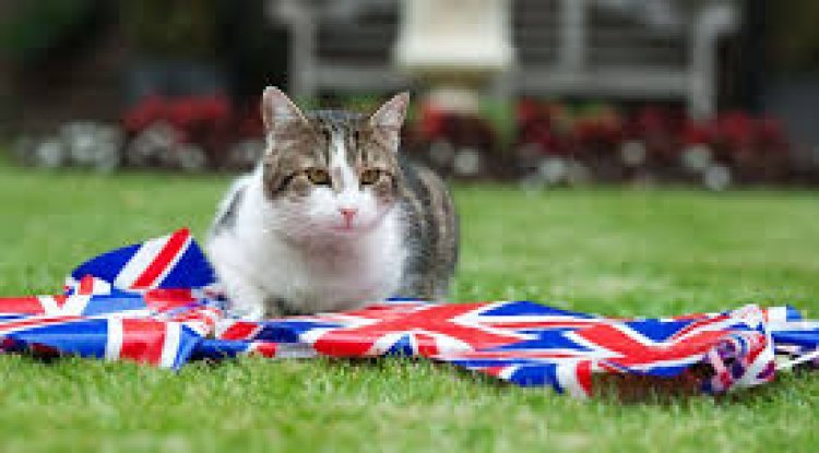 As UK Election Draws Near, Larry the Cat Waits for Sixth Prime Minister